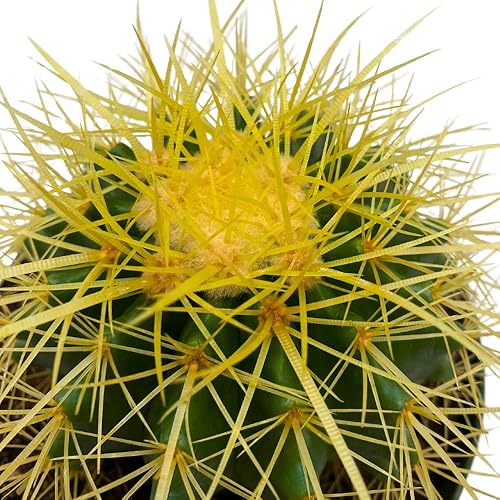 Miniatura 4 de BubbleBlooms Cactus de barril dorado en maceta de 6 pulgadas Echinocactus Grusonii, cactus de bola de oro