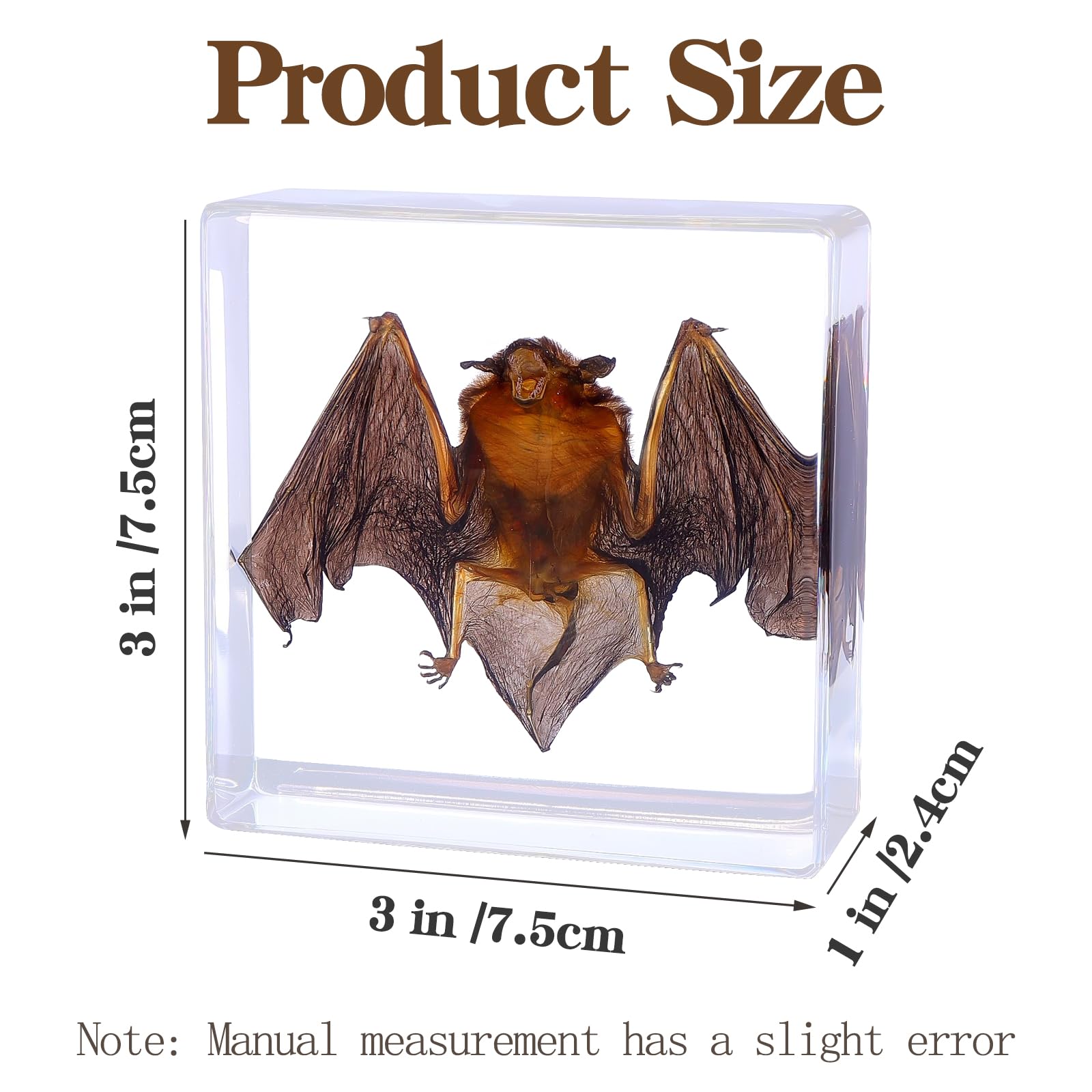 Anatomy Lab Preserved Mammal Organs Specimen for Dissection Set, Pack of 4 Sheep Organs Eye, Brain, Heart, Kidney