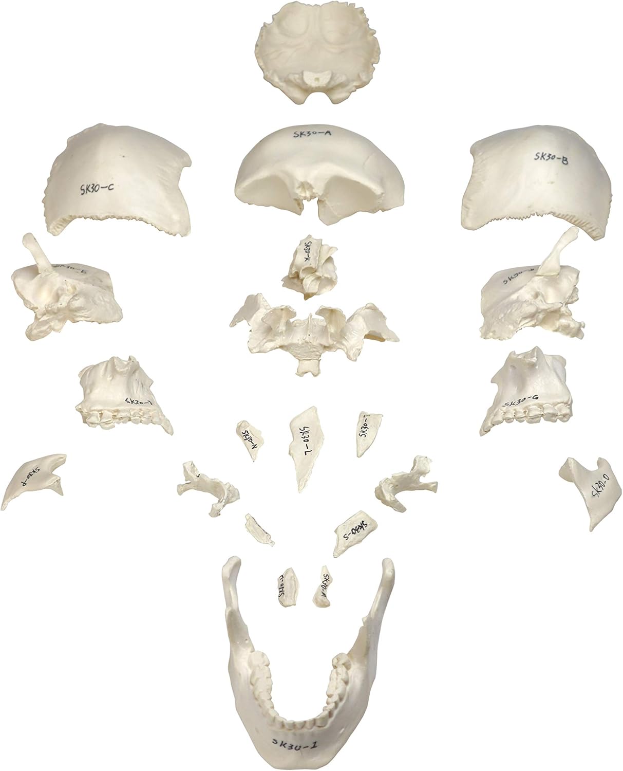 Parco Scientific PB00157 22-Part Totally Disarticulated Plastic Skull