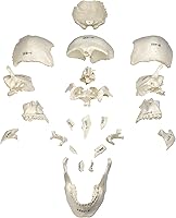 Vista 7 de Parco Scientific PB00157 Cráneo de plástico totalmente desarticulado de 22 partes