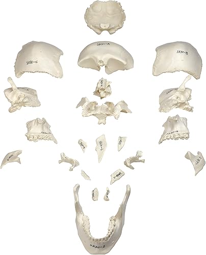 Miniatura 7 de Parco Scientific PB00157 Cráneo de plástico totalmente desarticulado de 22 partes