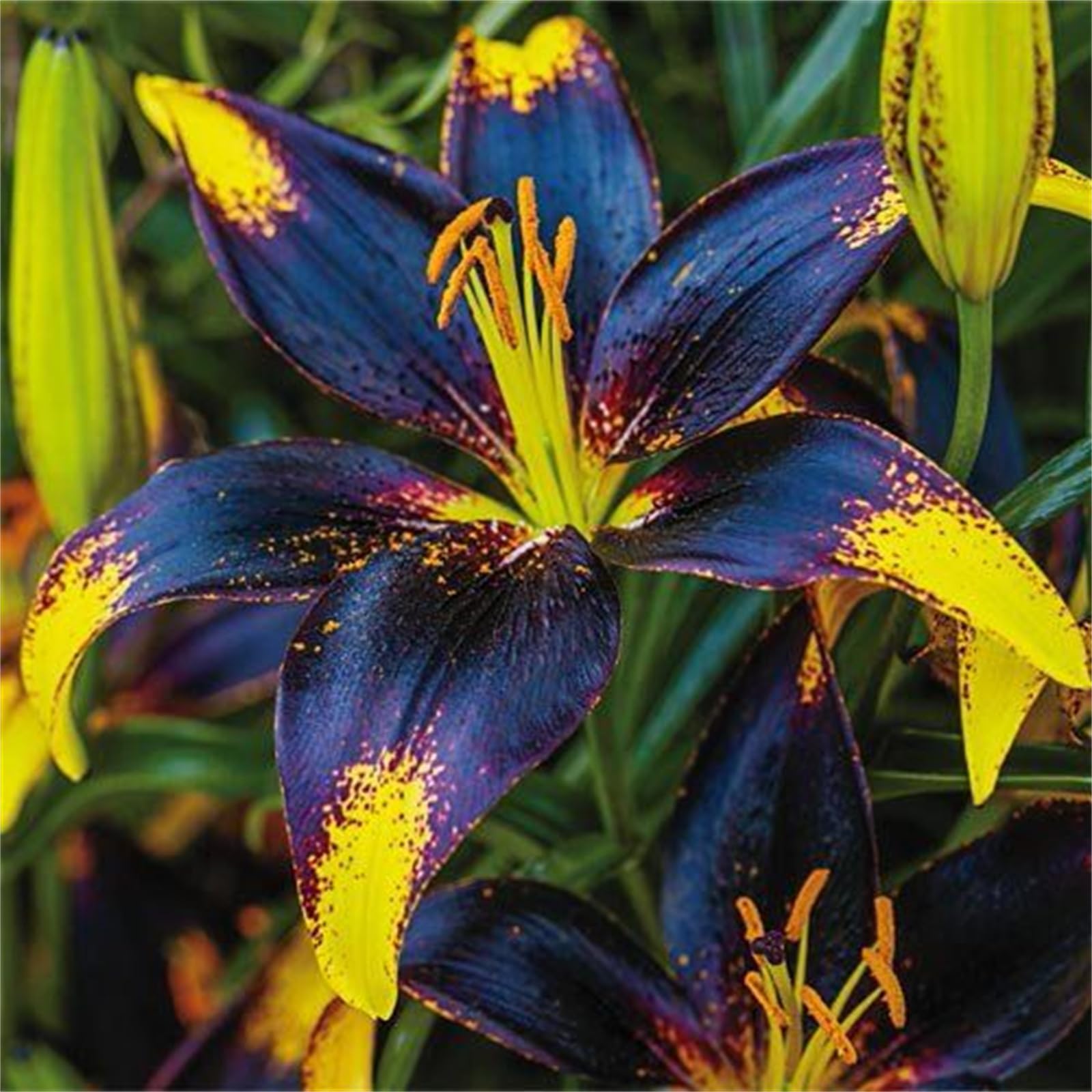 Quality Perennial Lily Bulbs in Multiple Colours, Ready to Plant for Instant Garden Display-4bulbs-A