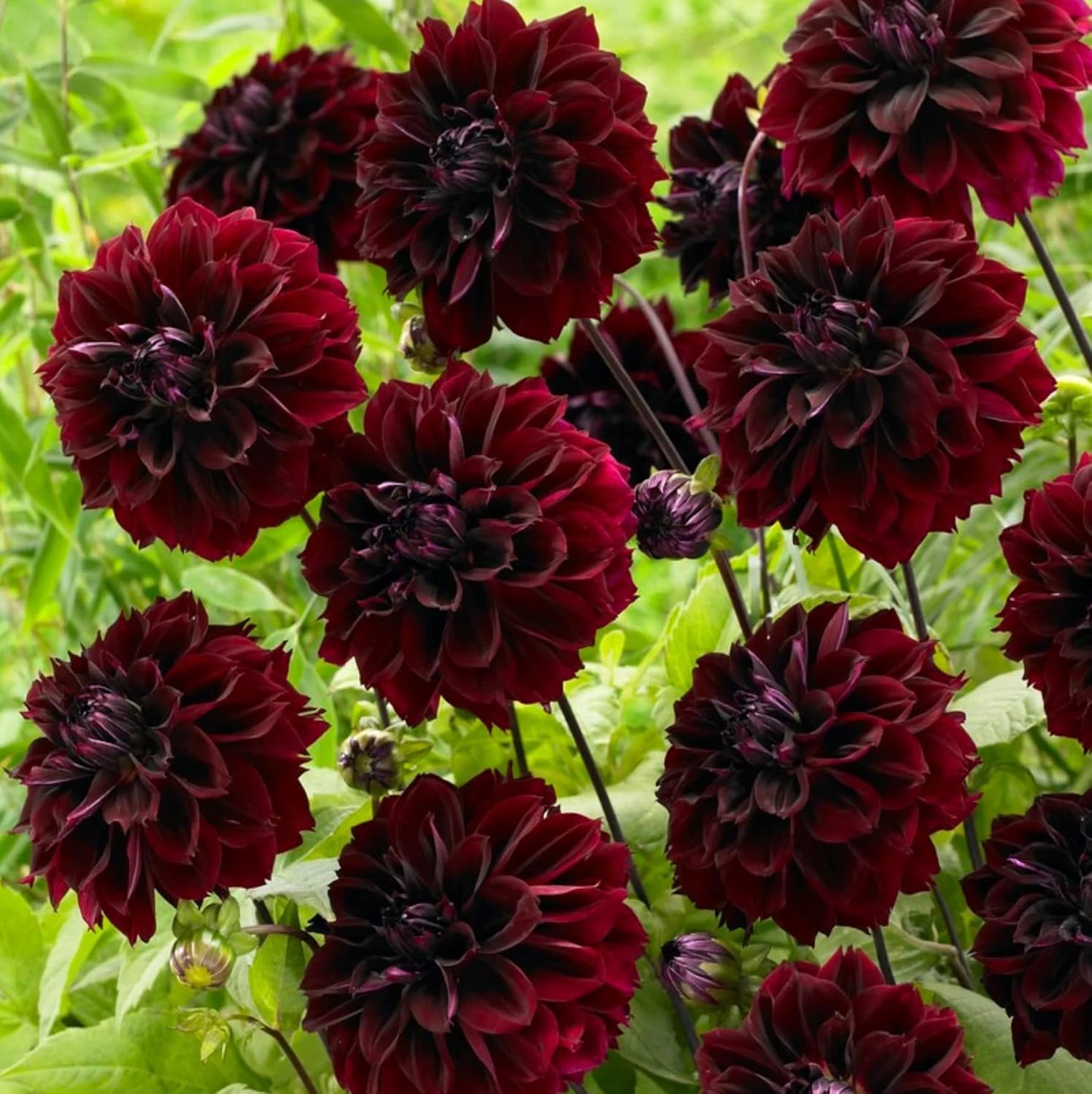Votaniki Dark Fubuki Dahlia Bulbs - Dark Red Dahlia, Perennial Dinnerplate Dahlia Flowering Bulbs | Large Blooms, Easy to Grow, Perfect for Cut (1 Pack)