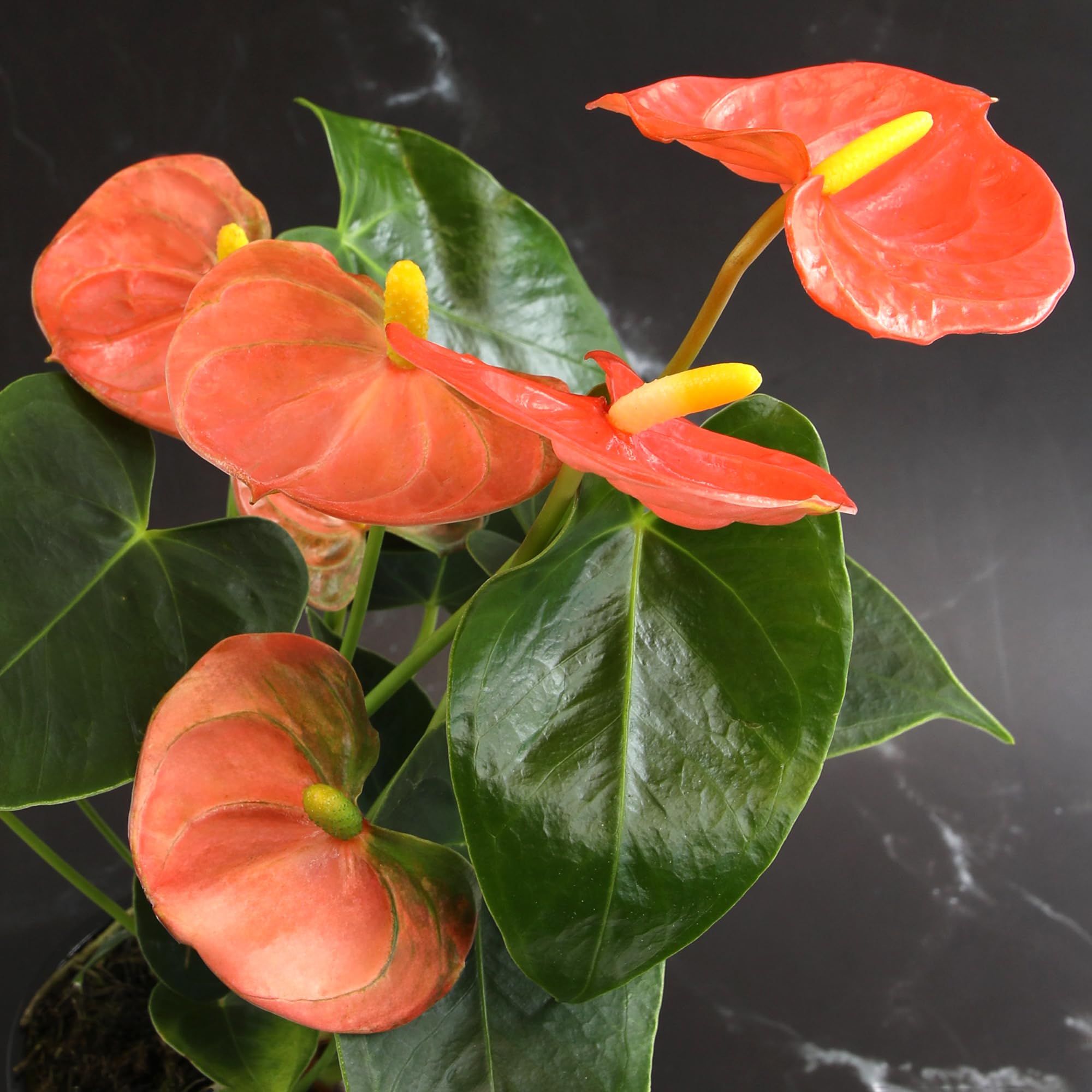 indoor pot planter stand 3 Pot Plant Stand main image 0