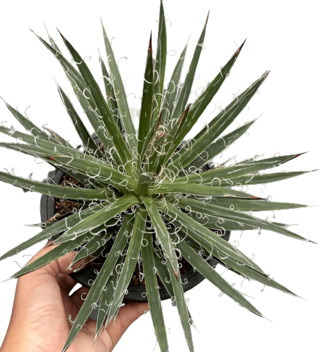 Garden Art Outdoor Agave Leopoldii Plant in 5 inch Plastic Grower Pot Air purifying plants plants for home, Office Decor, Garden And Landscape (Pack Of 1 Healthy Plant) (B0CRP9CSLL) Amazon Price History, Amazon Price Tracker