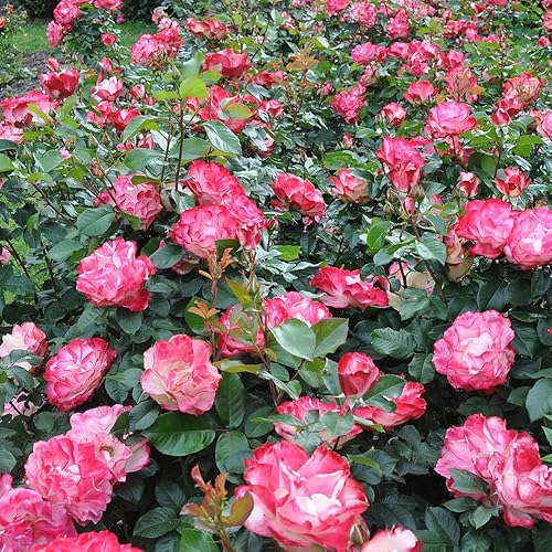 Miniatura 6 de Heirloom Roses Rose Bush Live - Cherry Parfait Live Grandiflora Rose Plant para plantar al aire libre