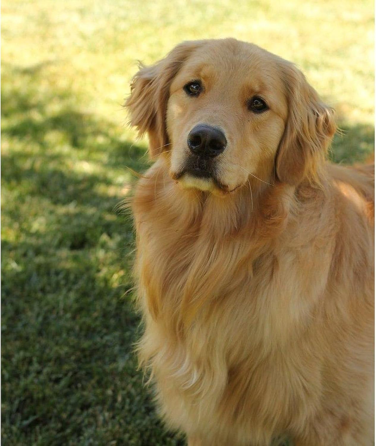 CafePress Golden Retriever Nala in Shade in Back Yard Sherpa Sherpa Fleece Throw Blanket 60" L x 50" W