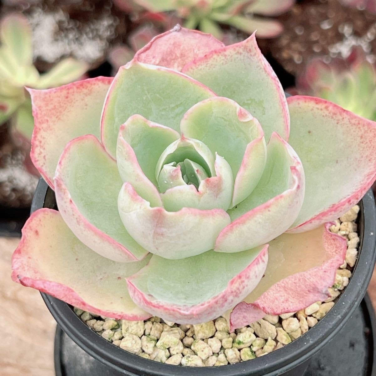 Amazon.co.jp: ！！多肉植物 ダヴィンチコード レア苗 大苗 552韓国苗