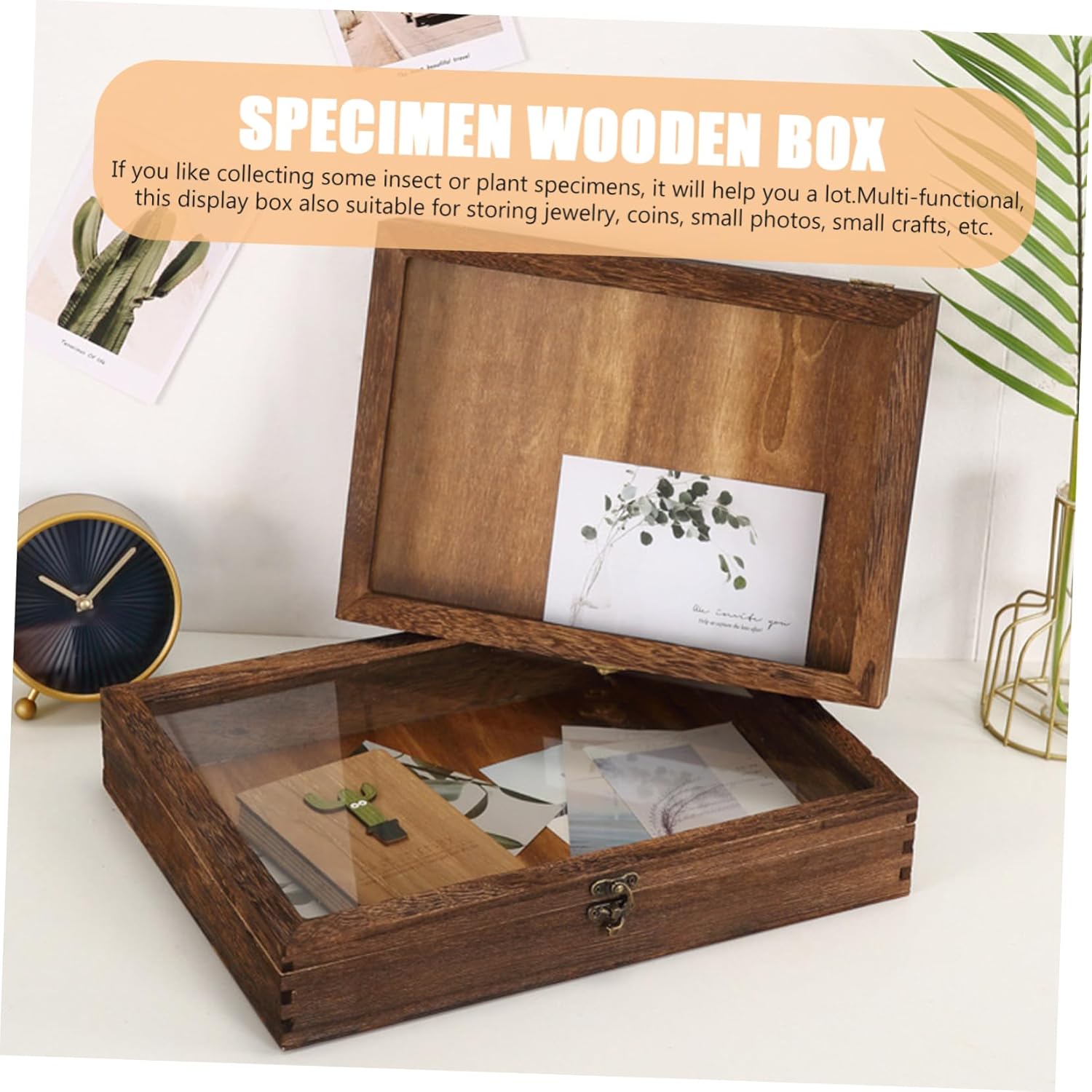 Butterfly Specimen Display Case Vintage Wooden Showcase Box Retro Style Shadow Box Specimen Holder for Wall Random Style