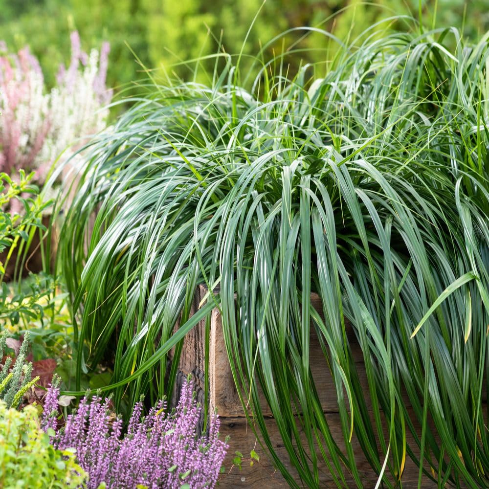 Carex ‘Ribbon Falls’ | Ornamental Grass Plant | Cascading Ribbon-Like Foliage for Containers, Hanging Baskets & Shady Borders | Low Maintenance 9cm Pot x2 by Thompson & Morgan