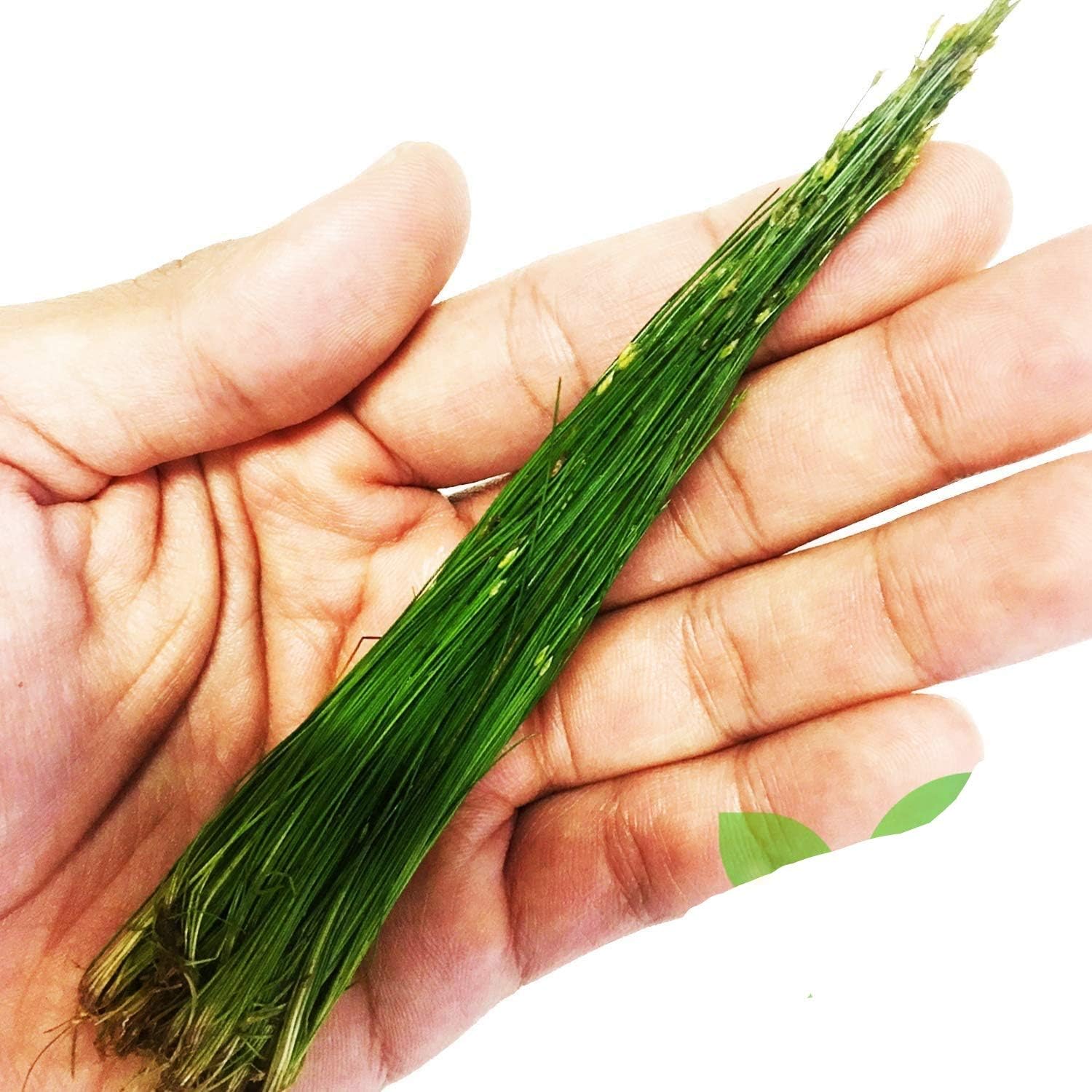 Dwarf Hairgrass Bundle Eleocharis Parvula Sp Mini Freshwater Carpet Live Aquarium Plants BUY2GET1FREE