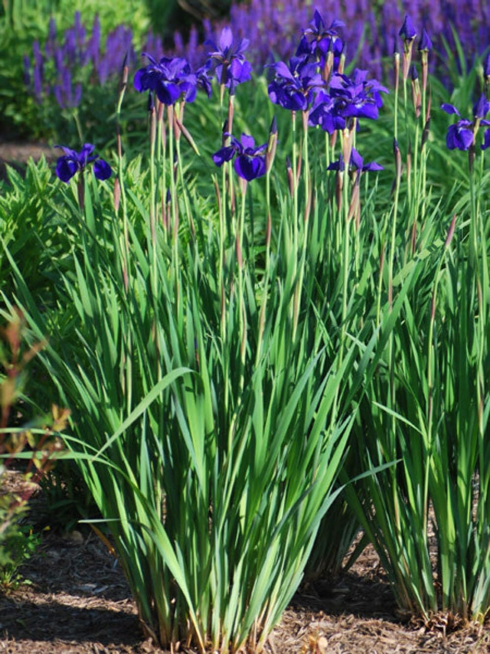 Perennial Farm Marketplace Iris s. 'Caesar's Brother' (Siberian) Perennial, Size-#1 Container, Deep Blue-Violet Flowers