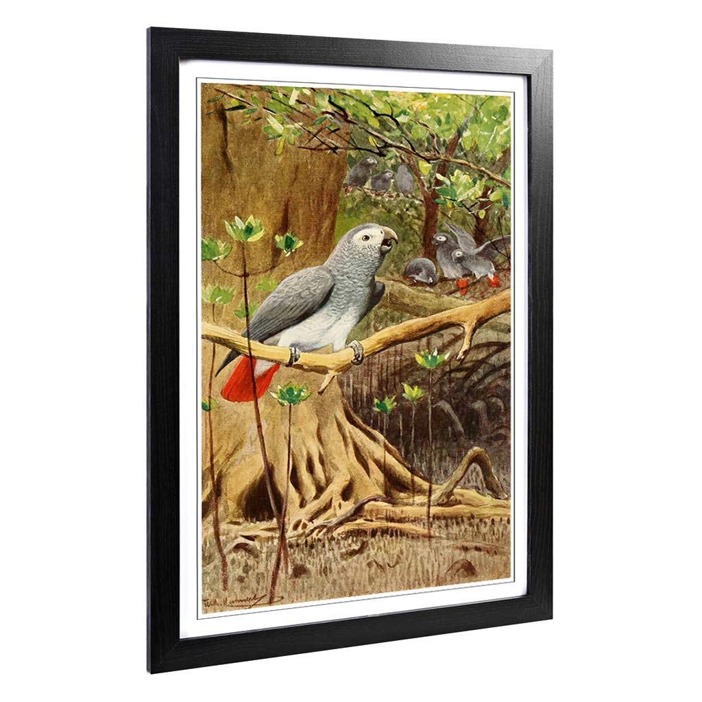 Big Box Art Framed Print of Vintage W Kuhnert African Grey Parrot Design | Wall Art Picture | Home Decor for Kitchen, Living Room, Bedroom, Hallway, Black, A2 / 24.5x18 Inch / 62x45cm
