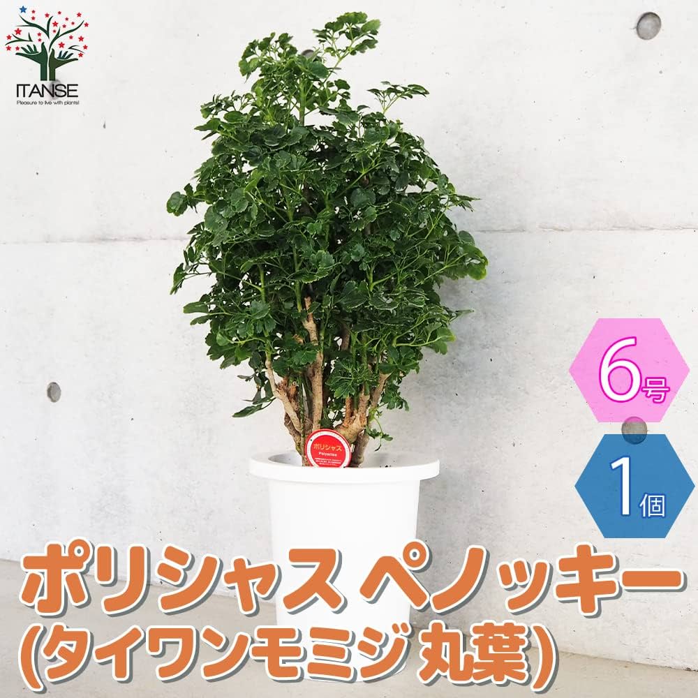 Amazon｜ポリシャス ペノッキー(タイワンモミジ丸葉) 7号鉢
