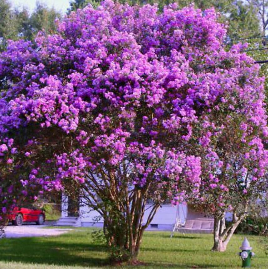 Purple Crape Myrtle Tree - 10-18" Tall Live Plant - Flowering, Fast Growing, Ornamental Crepe Myrtle Shrub Seedling - Lagerstroemia