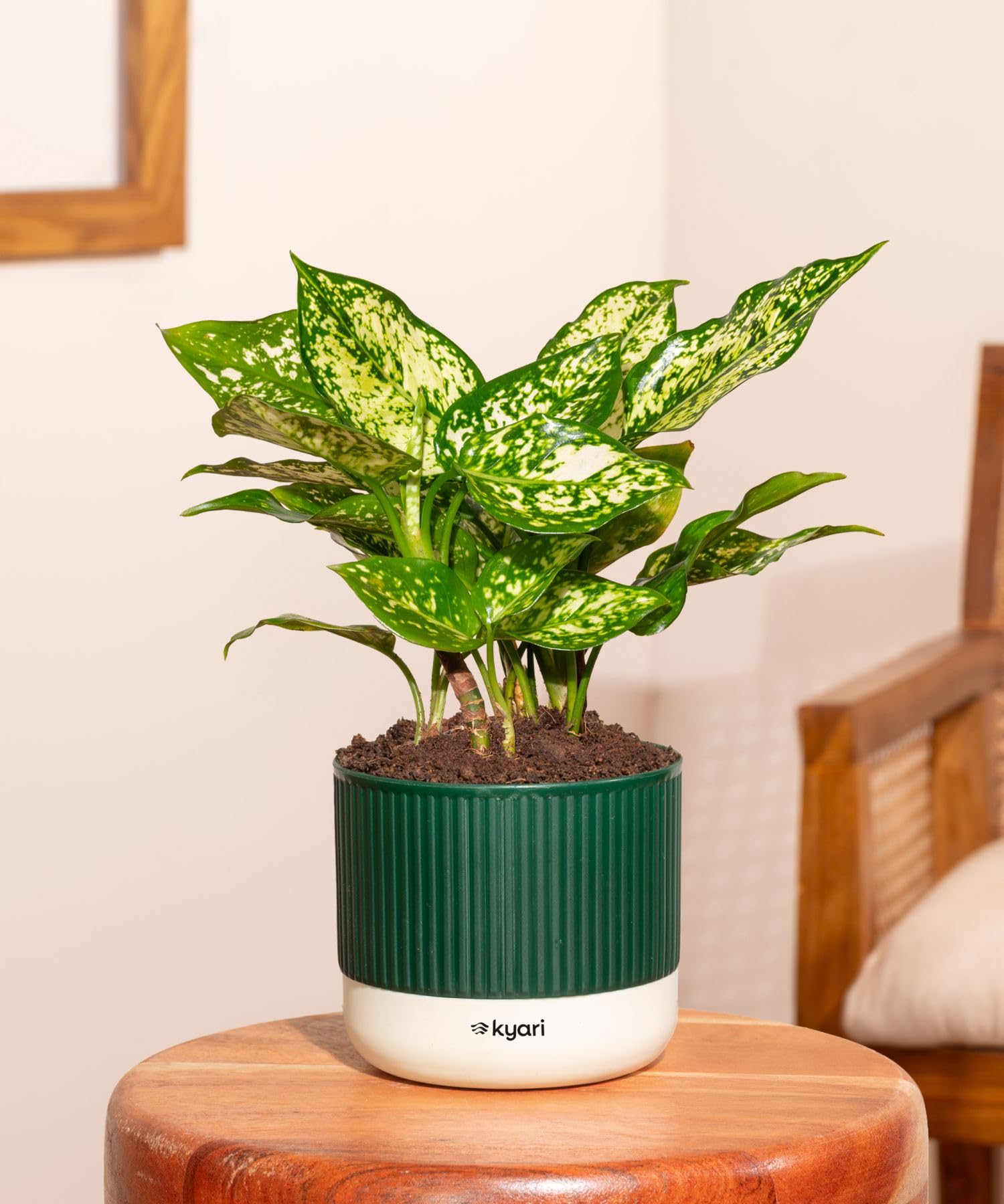 Kyari Aglaonema Snow White Live Indoor Plant with Green Self Watering Pot-image-30