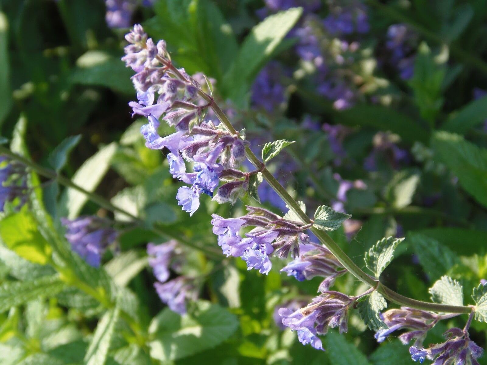 Buy4seeds HERB Catnip Catmint Nepeta CATARIA 1600 Finest Seeds Easy to Grow Garden Yard Patio