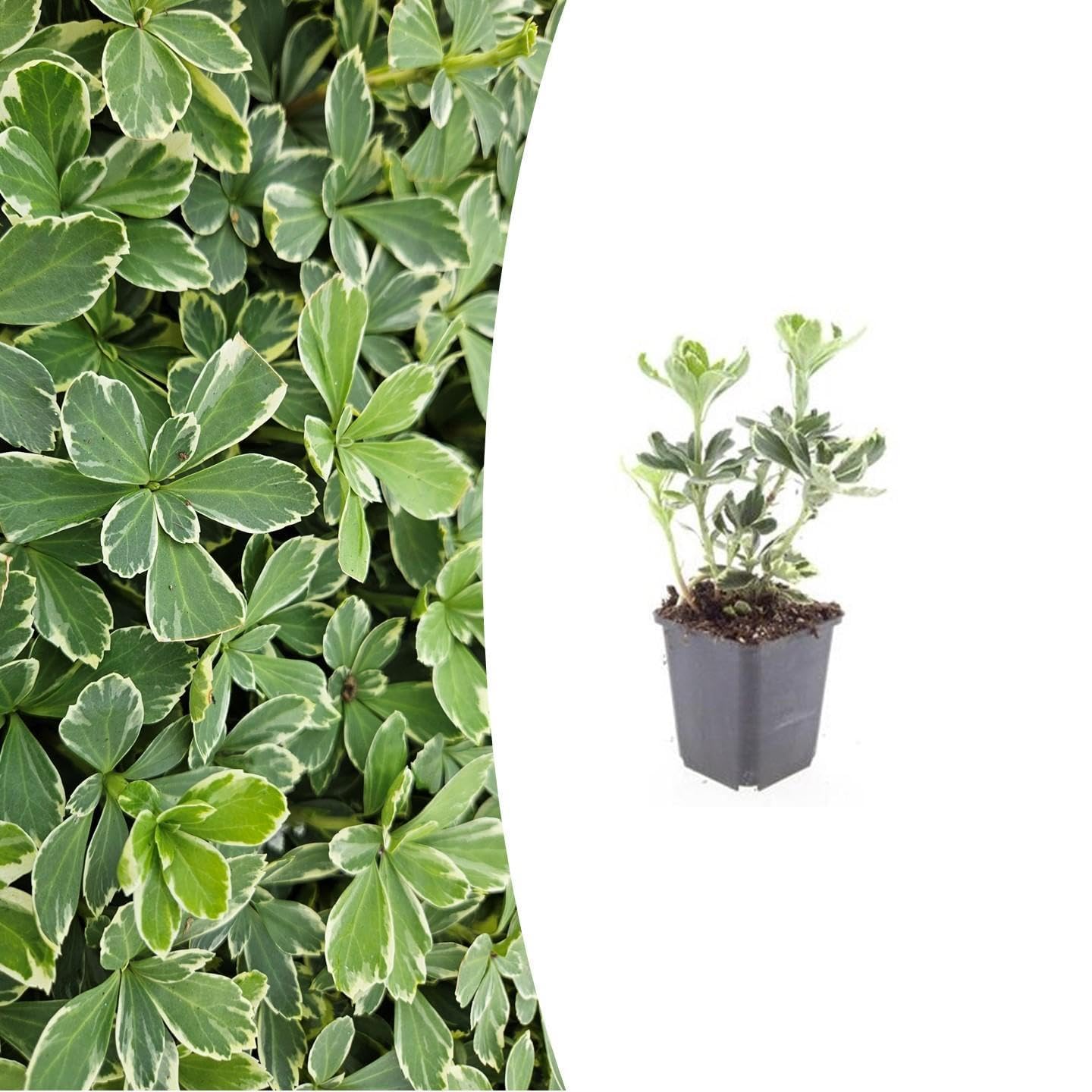 Pachysandra terminalis 'Variegata' | 12 stuks - 10-25cm - Ø9cm - Pianta da giardino