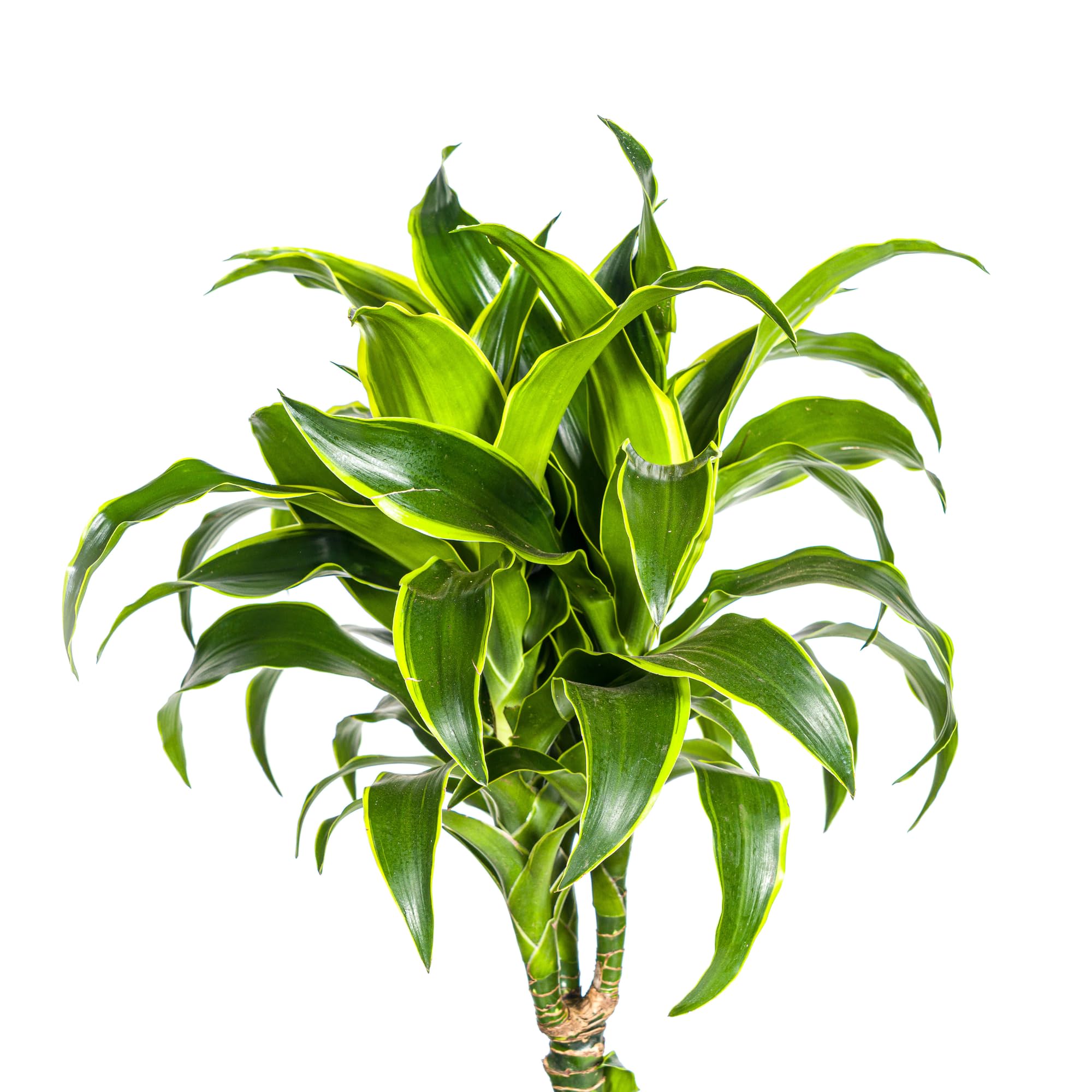 Dracaena Deremensis Dorado roślina pokojowa, zielona, Ø 24 cm, wys. 120-140 cm