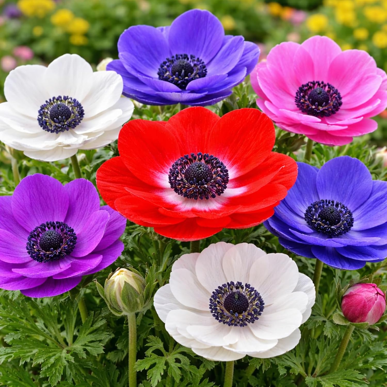 Anemone De Caen Bulbs Mix – Vibrant Red, White, Pink, Purple & Blue Flowers – Spring Blooming Windflowers – Easy to Grow Bulbs for Garden Beds, Borders & Cut Flower Bouquets (120 Bulbs)