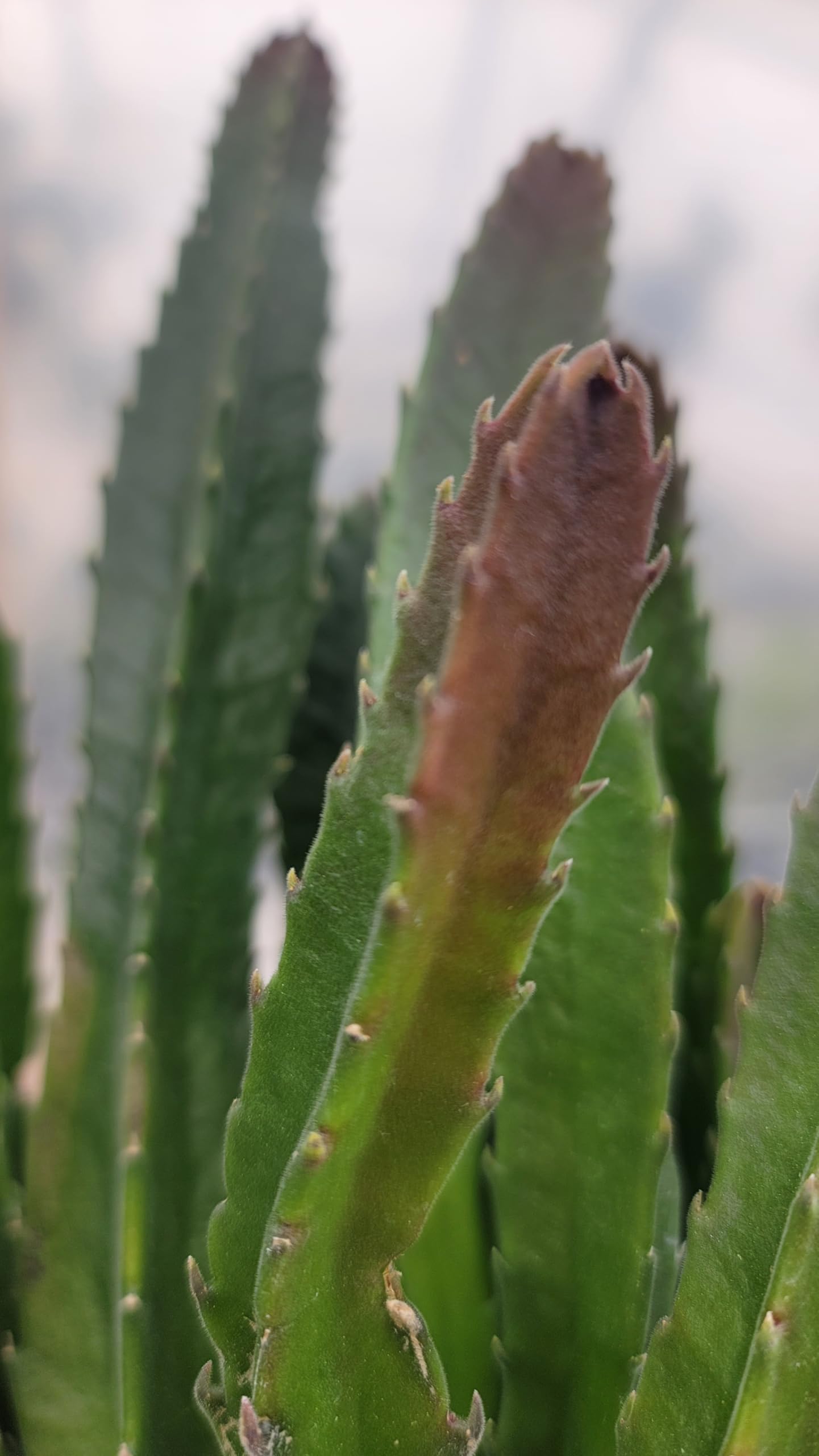 Amazon.com : Starfish Cactus with Beautiful Giant Yellow Flowers | Stapelia  gigantea | Giant Starfish Plant | Rare Live Plant Huernia | CA Seller (1  Bigger Plant, in a 3.5" Pot) : Patio, Lawn & Garden