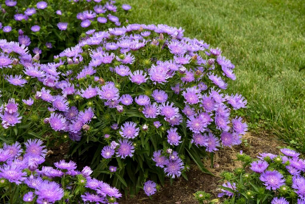 Live Plant Green Promise Farms - Proven Winners Stokesia laevis Totally Stoked Riptide Aster, Purple Flowers #1 Size Pot - Plant Does NOT Ship to AZ, CA, HI, ID, MT, NV, OR, PR, UT & WA!