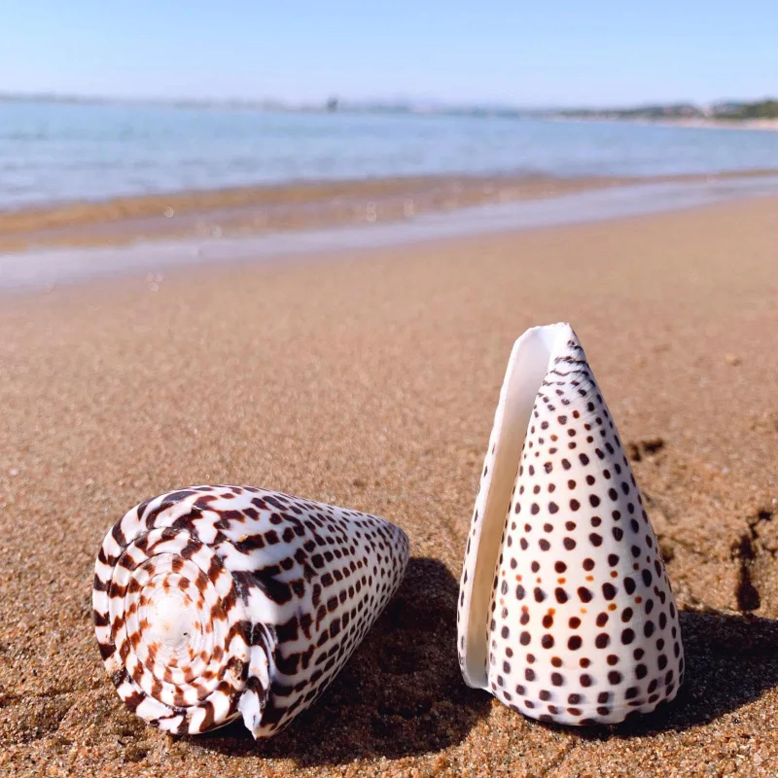 Conchiglie marine riempitive, 1 pezzo, cono leopardo naturale a forma di conchiglia litocono leopardo nero reale a forma di conchiglie di mare per decorazione nautica della casa 10-12 cm