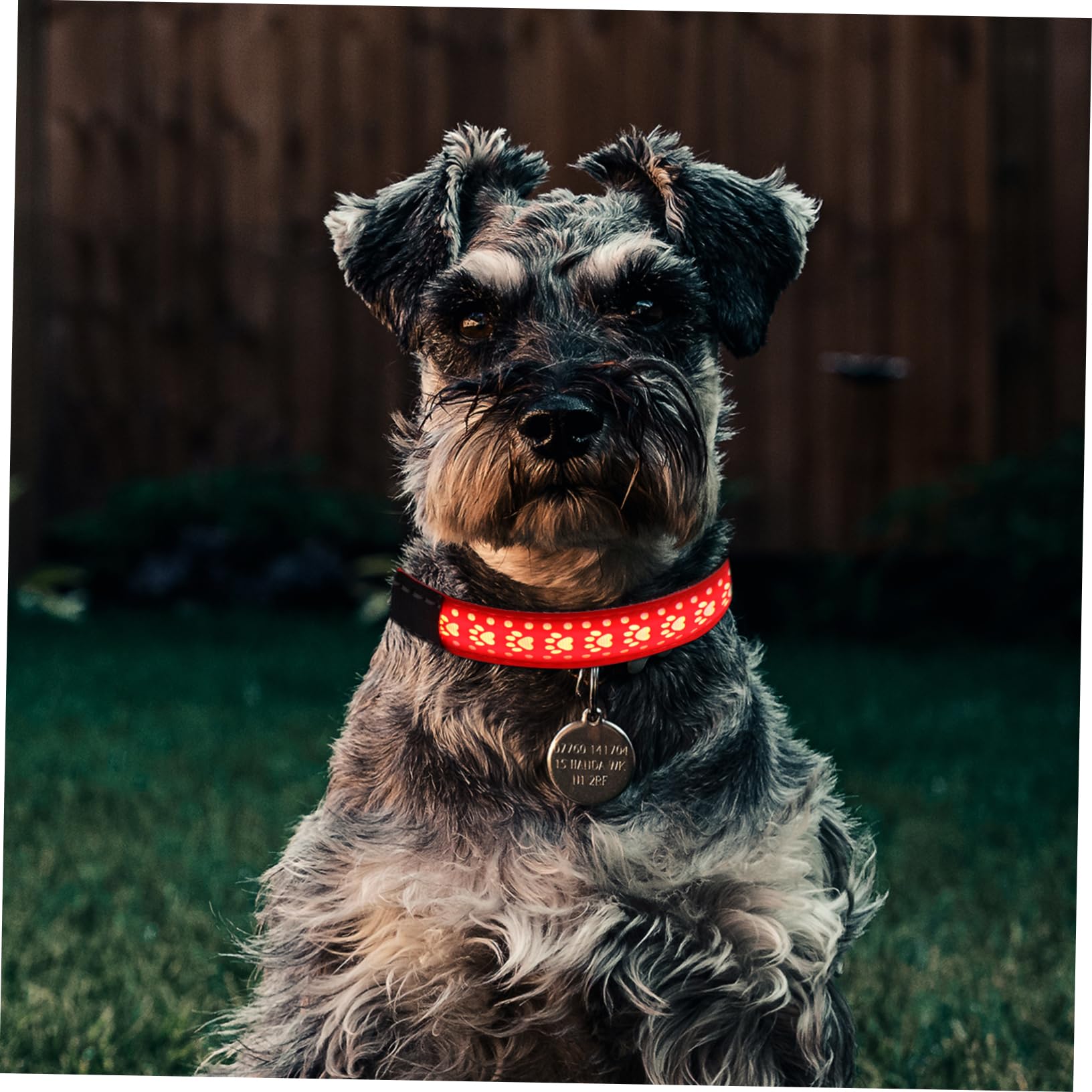 Toddmomy 3 Pièces Collier Lumineux Colliers de pour Chiots de sécurité pour Animaux de Compagnie Dog Collar pour Animal de Compagnie de Clignotant