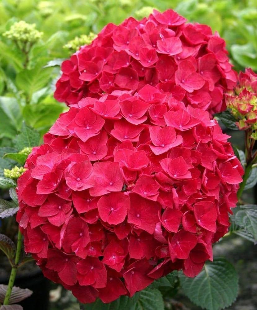 Amazon.com : New 300pcs Hydrangea Flower Seeds Red Generic