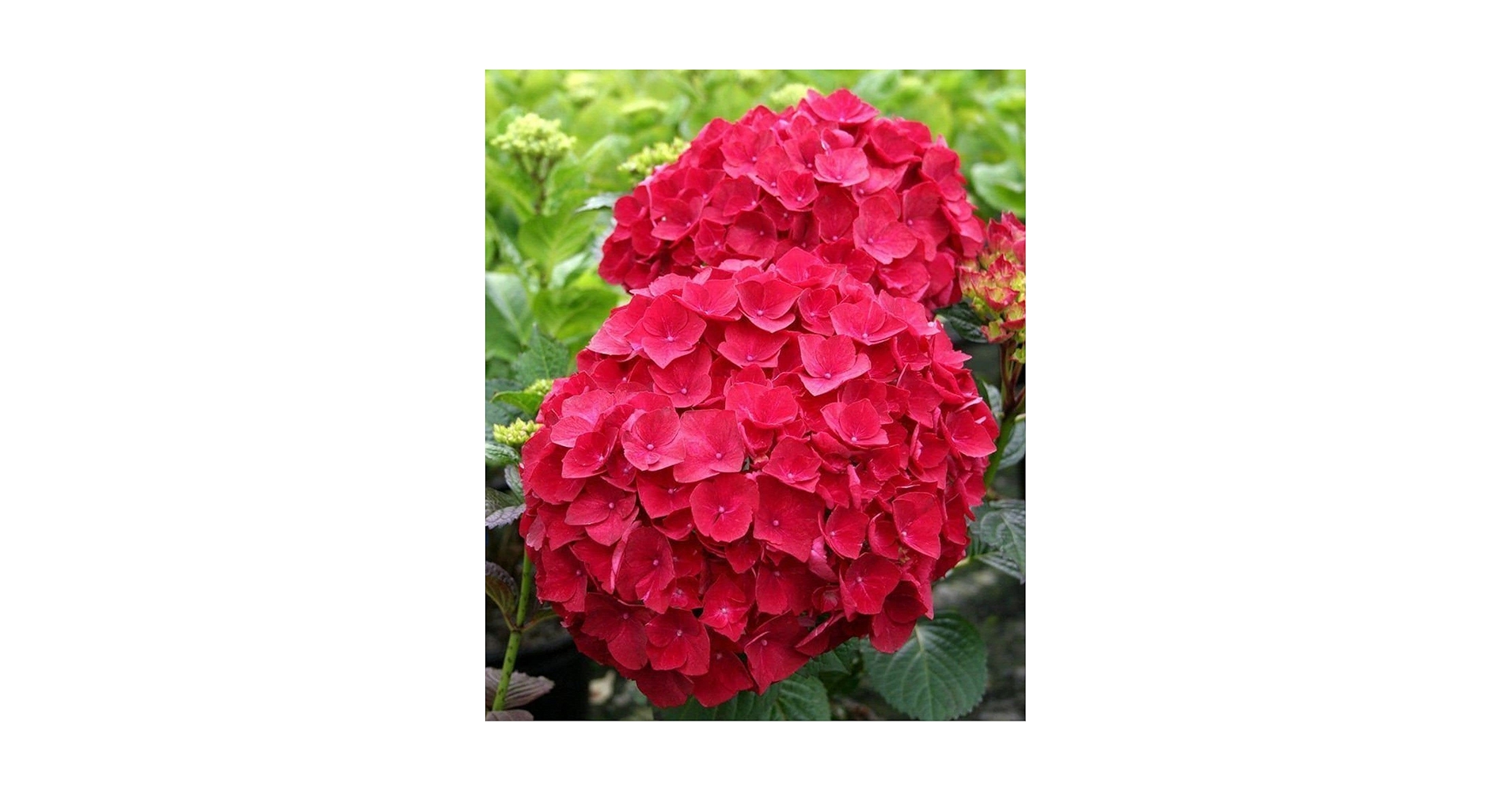 Amazon.com : New 300pcs Hydrangea Flower Seeds Red Generic