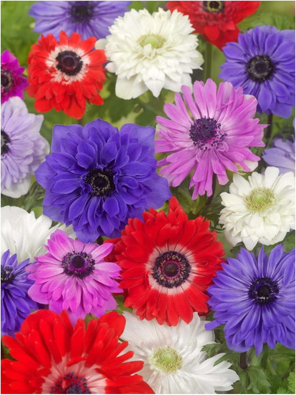 20x Anemone St Brigid Mixed Colours Bulbs Spring Summer Flowering Corms Garden Perennial Flowers Size 4/5