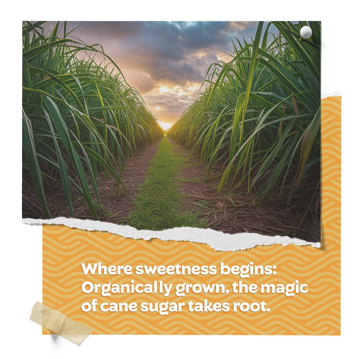 Fermentaholics Organic Cane Sugar – 2 Pack (1 lb Each) – Natural Sweetener for Fermentation, Cooking & Drinks – OU Kosher, Non-GMO & Gluten-Free image 4