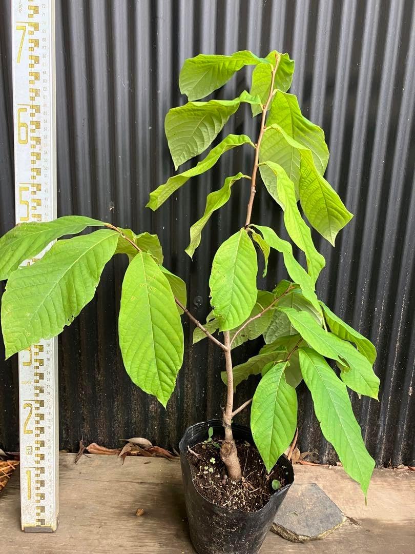 接木 ポポー NC1 苗木 楽天市場】ポポー(ポーポー) NC-1 接ぎ木苗 5号