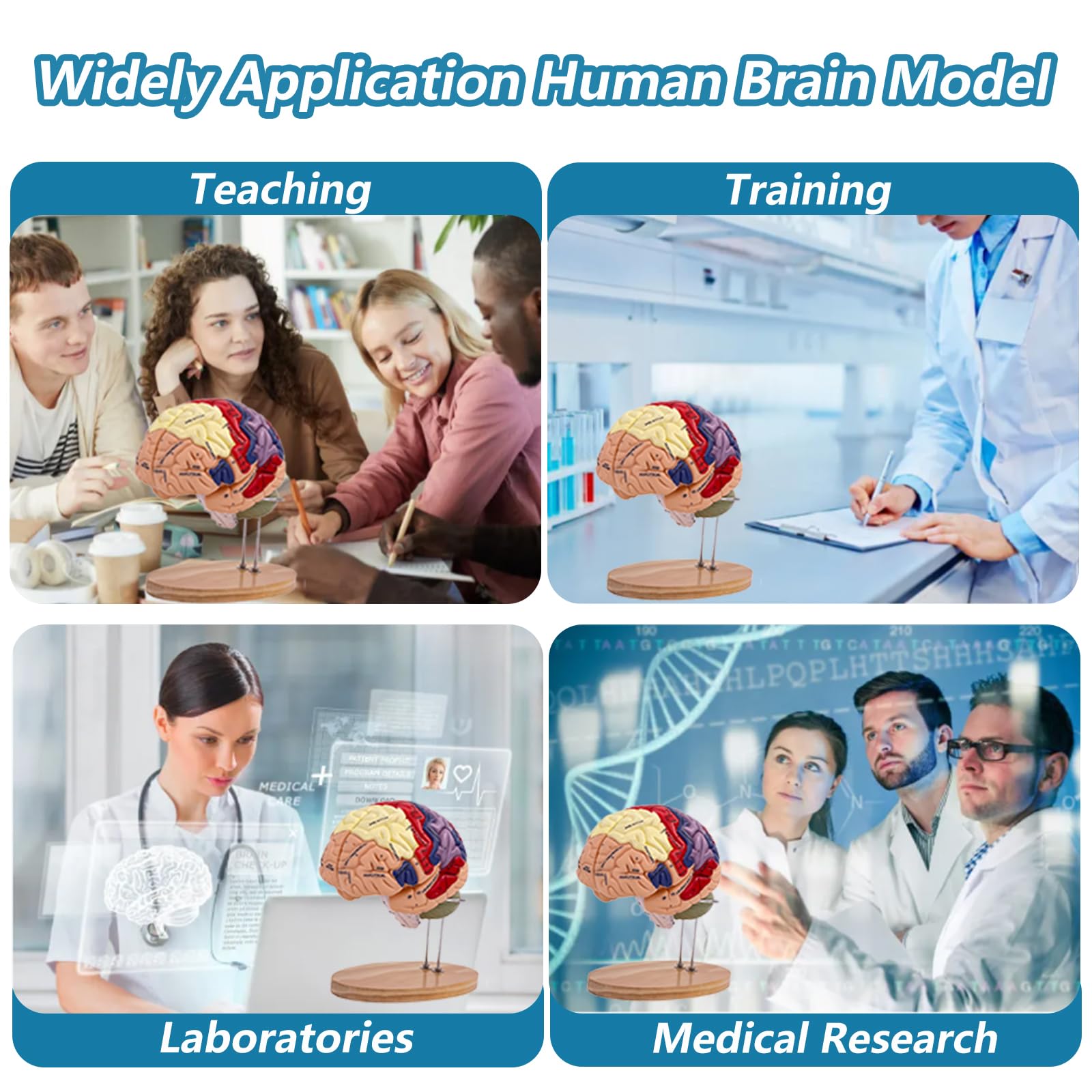 Menschliches Gehirn Modell für Anatomie Neuroanatomie, 2X Lebensgroßes Zerlegbar Bunt Anatomie Modell 4-Teiliges Human Brain Model für Medizinisches Lehren, Bildung, Display