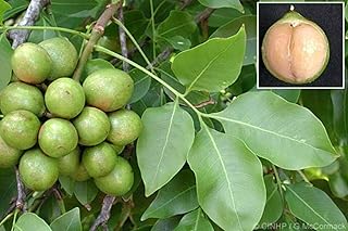 thronesfarm - Quenepa (Spanish Lime, Melicoccus bijugatus, Mamoncillo) in Container - Shipping Directly from US