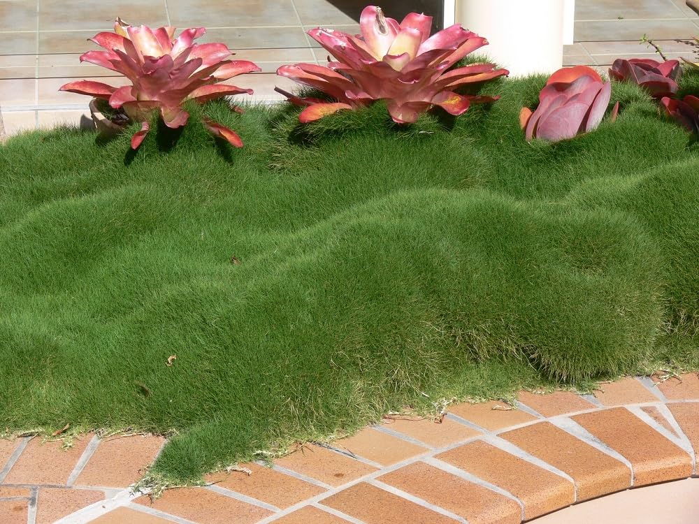 Mexican carpet grass seeds for lawn,100% gemenation (10000 seeds) (B0C8HYTJB5) Amazon Price History, Amazon Price Tracker