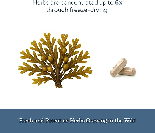 Miniatura 6 de ECLECTIC INSTITUTE Planta entera Bladderwrack sin OMG liofilizada  Sistema endocrino, piel y cabello saludables  90 CT