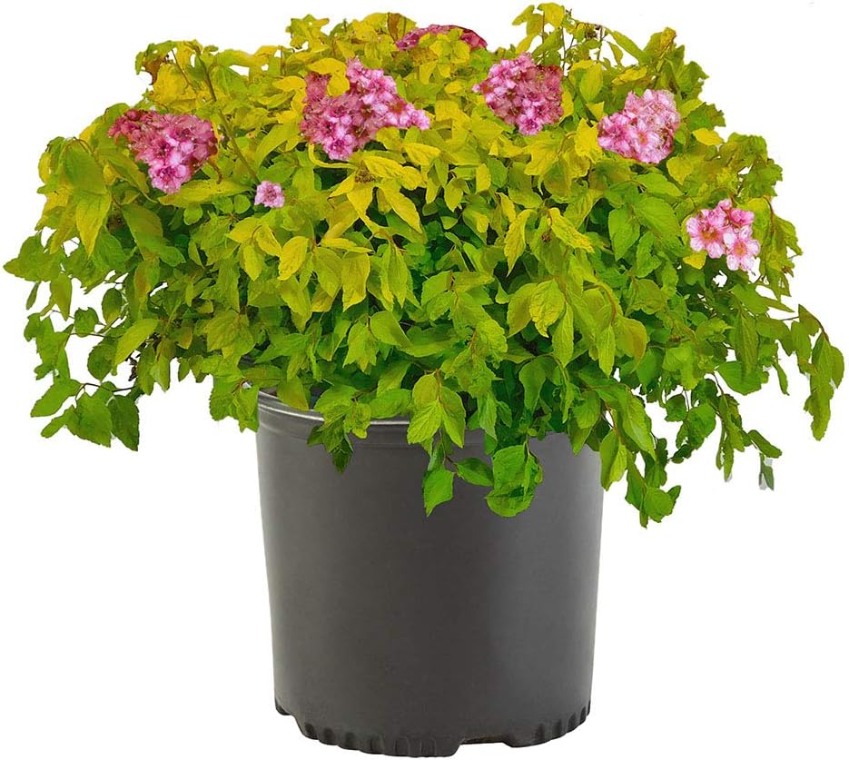 Spirea 2.25 Gal. Goldmound Spirea Shrub
