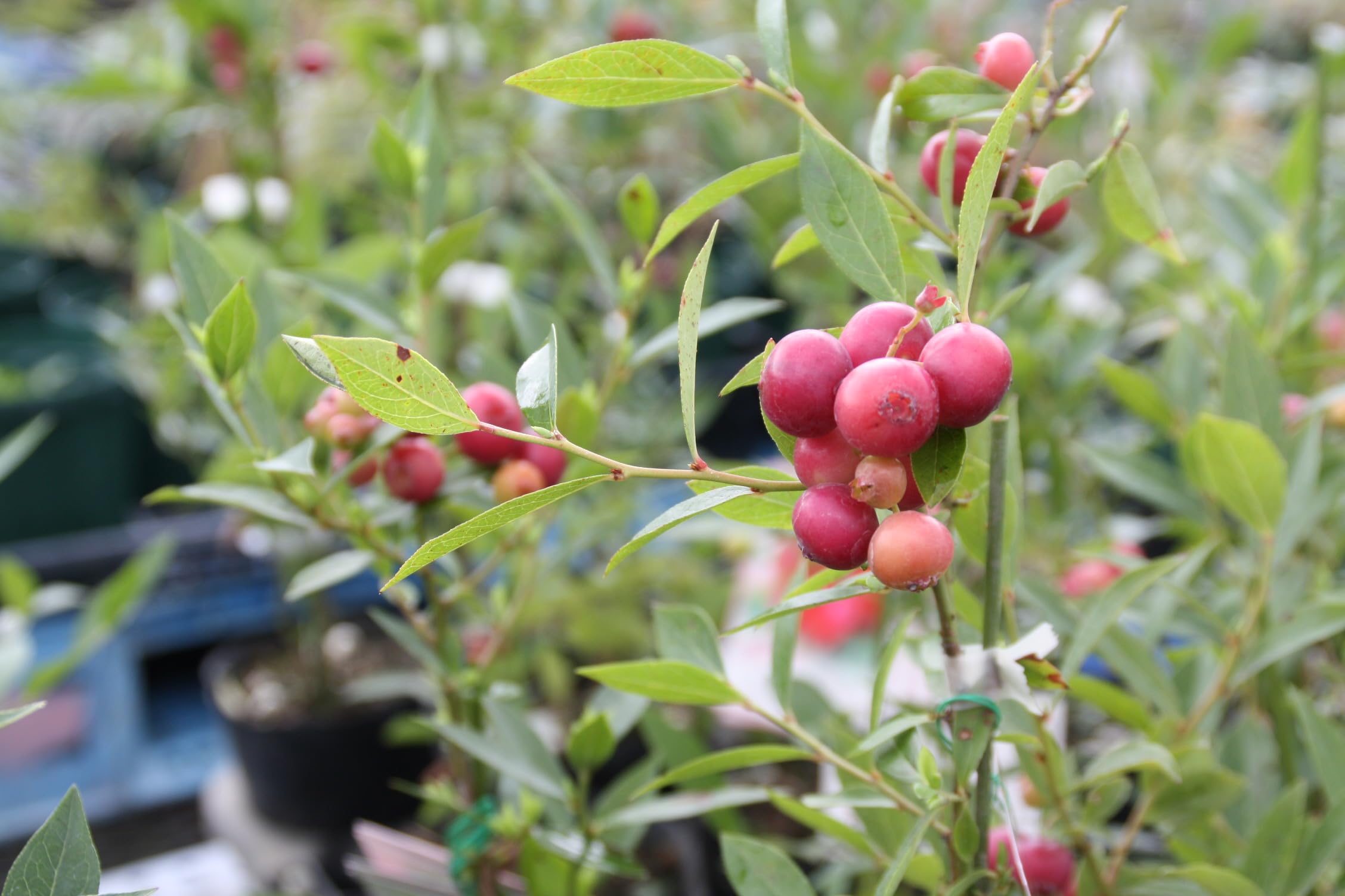 ブルーベリー 『 ピンクレモネード 』 2年生 10.5cmポット苗 【2個