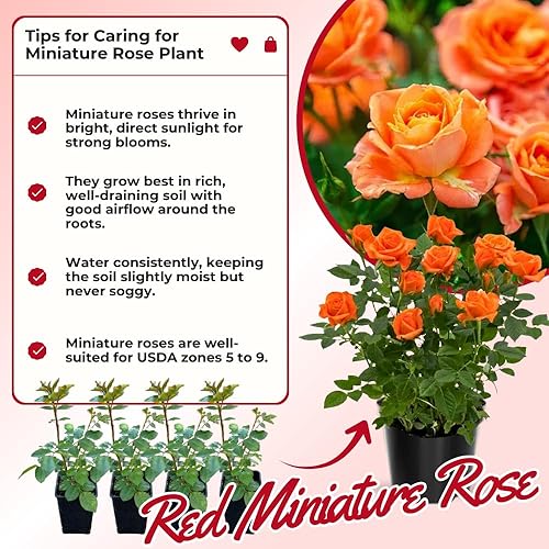 Miniatura 2 de Planta de rosa en miniatura, rosa viva de 3 pulgadas, compacta y colorida floración para jardines interiores y exteriores (rosas naranja)
