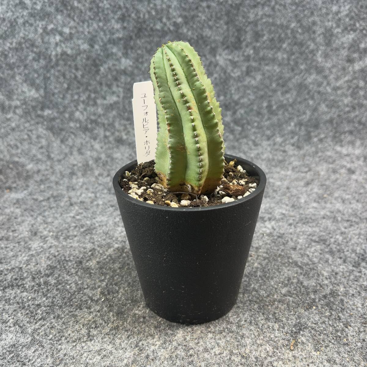 ユーフォルビア ホリダ 鉢ごと発送 ① ホリダ 鉢ごと発送