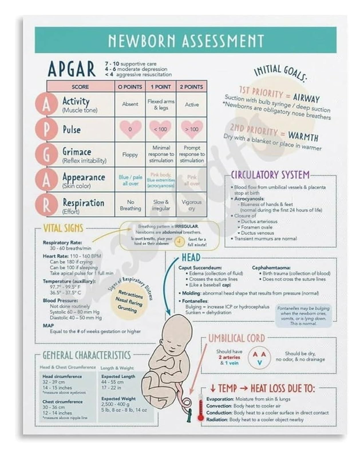 Xginerfex Unframed Apgar Score And Neonatal Assessment Guide Educational Poster For Healthcare Professionals Pediatric Office Training(,16X24inch(40X60cm))