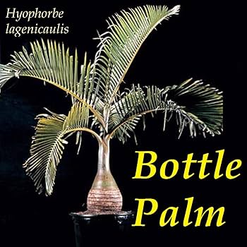 Amazon.co.jp: 【観葉植物／種子】Hyophorbe Lagenicaulis
