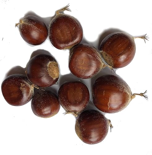 Miniatura 9 de Semillas de fruta para plantar - Semillas de fruta de jardín (pata de pata - 6 semillas)