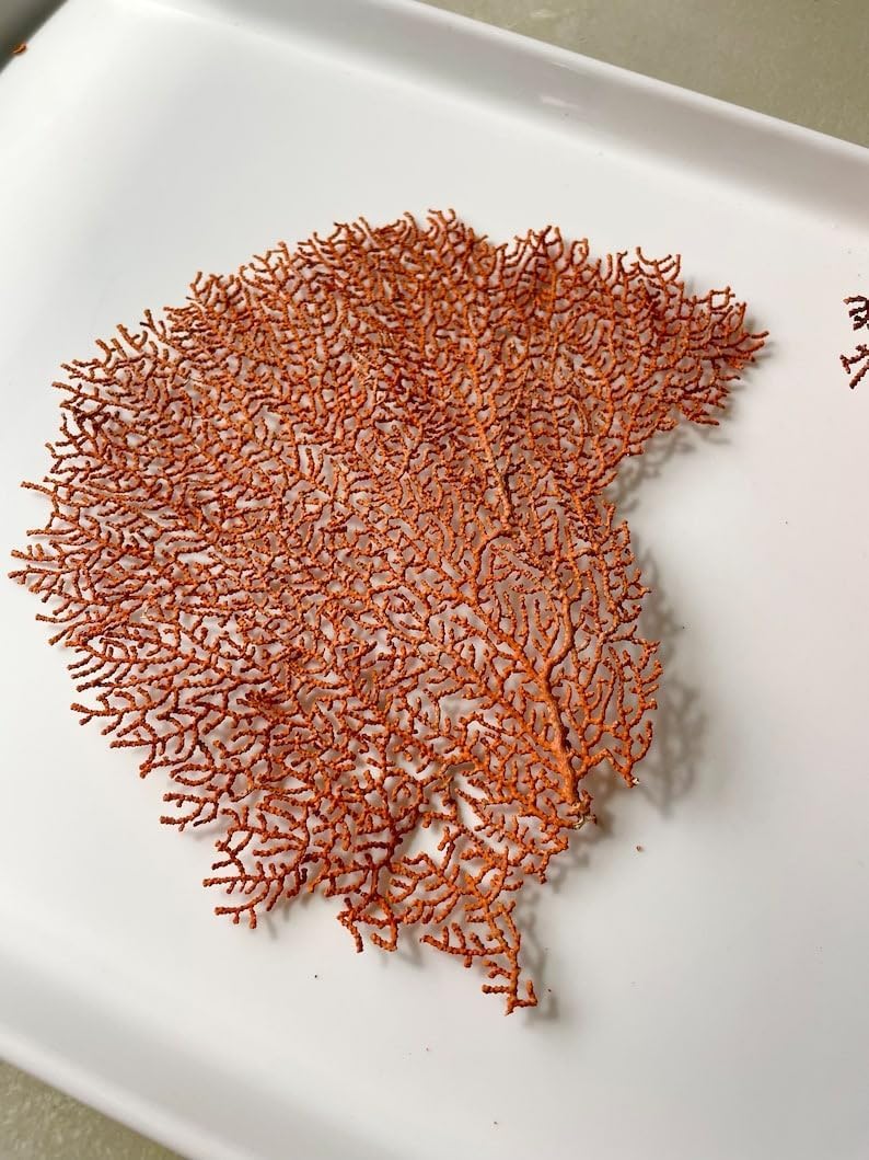 4-6”, 1-3pcs,SEA FAN PIECES Real Natural Dried, Coral Orange Red Beach, Coastal Décor Decorative, Crafts Art Bowl Filler (3 piece)