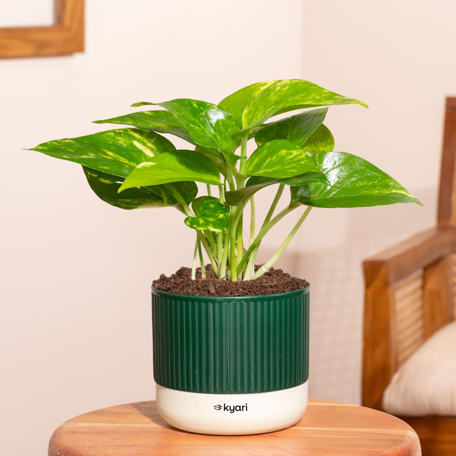 Kyari Money Variegated Live Indoor Plant with Green Self Watering Pot - Mylo 3.5 Inch