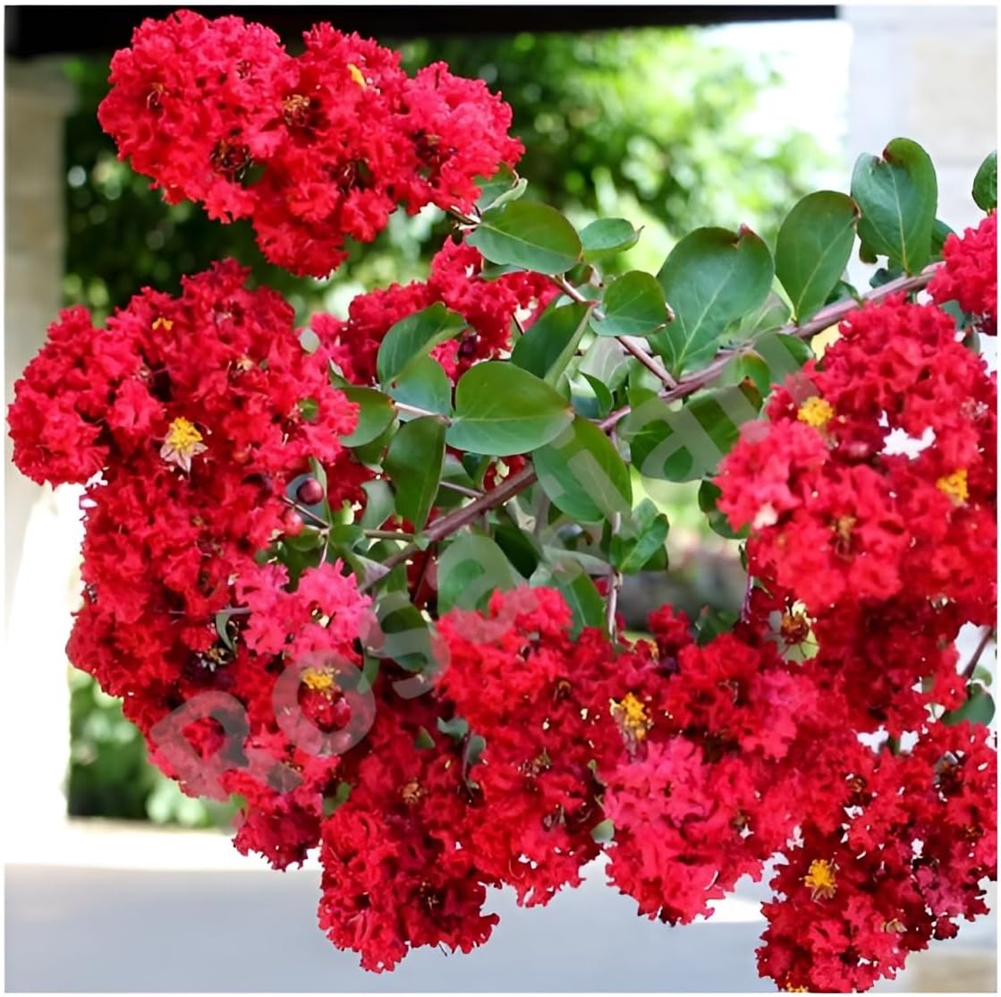 - Flora Furush Red Colour Live Plant "Lagerstroemia indica"/purush flower/lagerstroemia speciosa/pride of India/Queen Furus, Pride of India Crape Myrtle, Jarul Live Plant(Plant Height -1.5 Ft- 2 Ft)