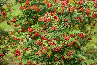 Health Embassy Cramp Bark Tea | Viburnum opulus L | 50g