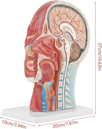 Miniatura 2 de Modelo neurovascular superficial de media cabeza humana con musculatura modelo de cabeza anatómica de tamaño natural para el aprendizaje de la