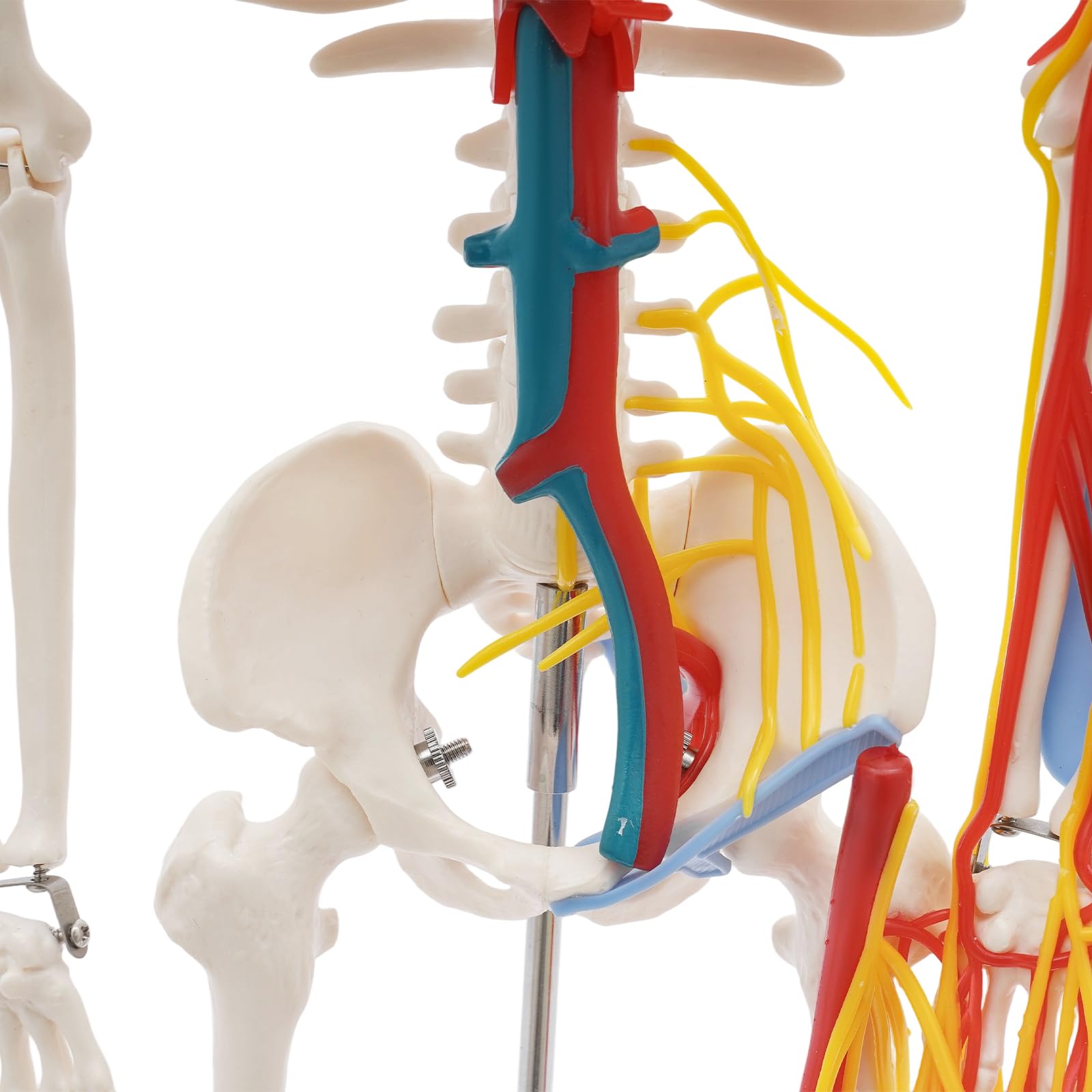 Modello scheletro anatomico, 85 cm, modello in PVC a grandezza naturale, per l'istruzione | Modello scheletro umano, materiale PVC di alta qualità, bianco, autoportante, maglie rimovibili, per lezioni e studi